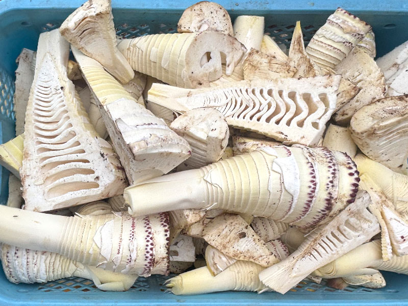 皮付きのタケノコの茹で方